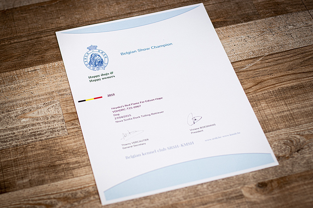 Edisons Urkunde zum belgischen Show Champion