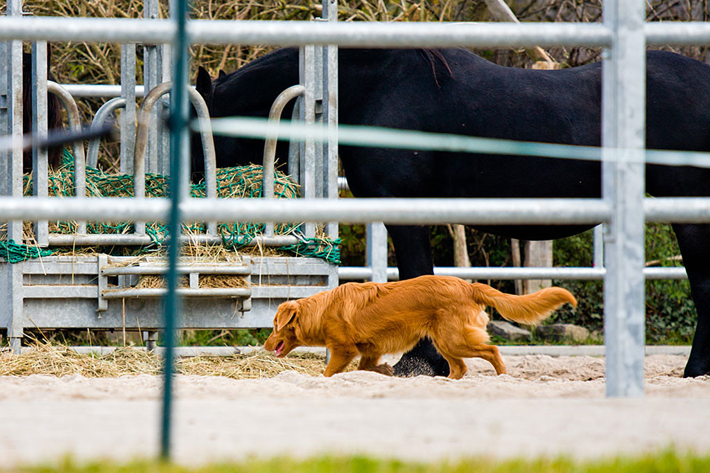 Edison schleicht sich zum Heu der Pferde