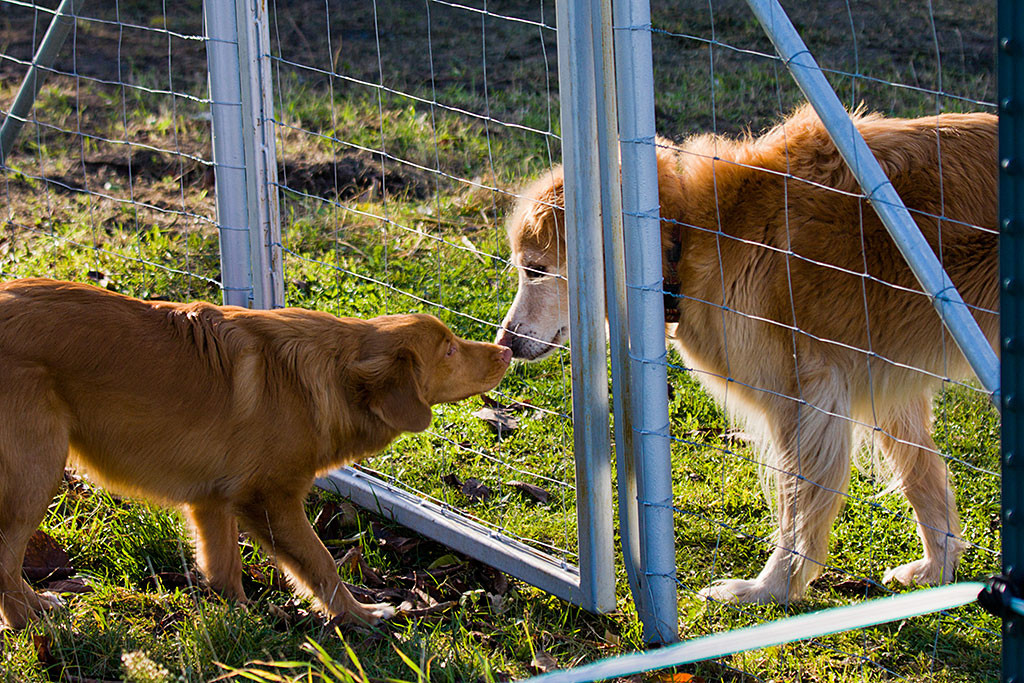 Edison schnüffelt Nase an Nase mit Aische am Zaun