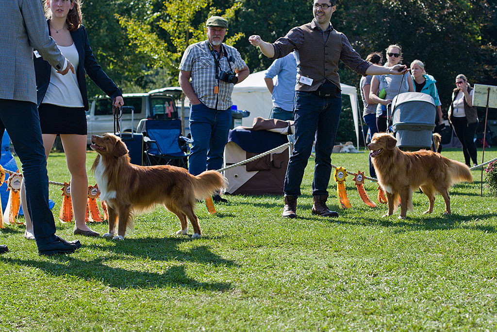 Edison und »Arduinas Flashing Kenai« bei der Wahl zum besten Rüden