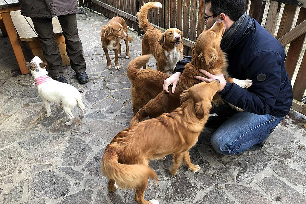 Stephan wird von Carolins Toller-Hündinnen begrüßt