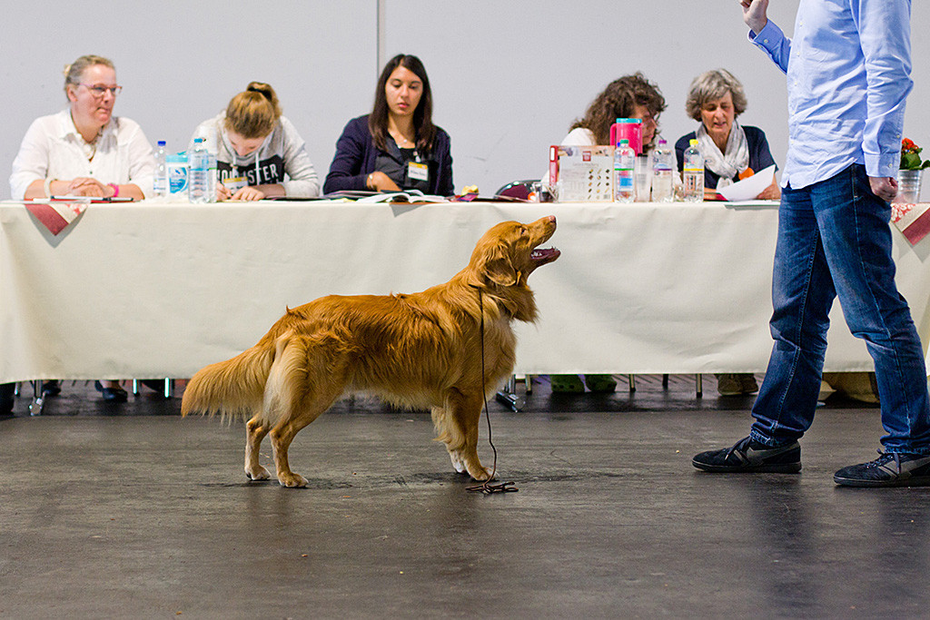 Edison steht unangeleint vor Stephan in Pose
