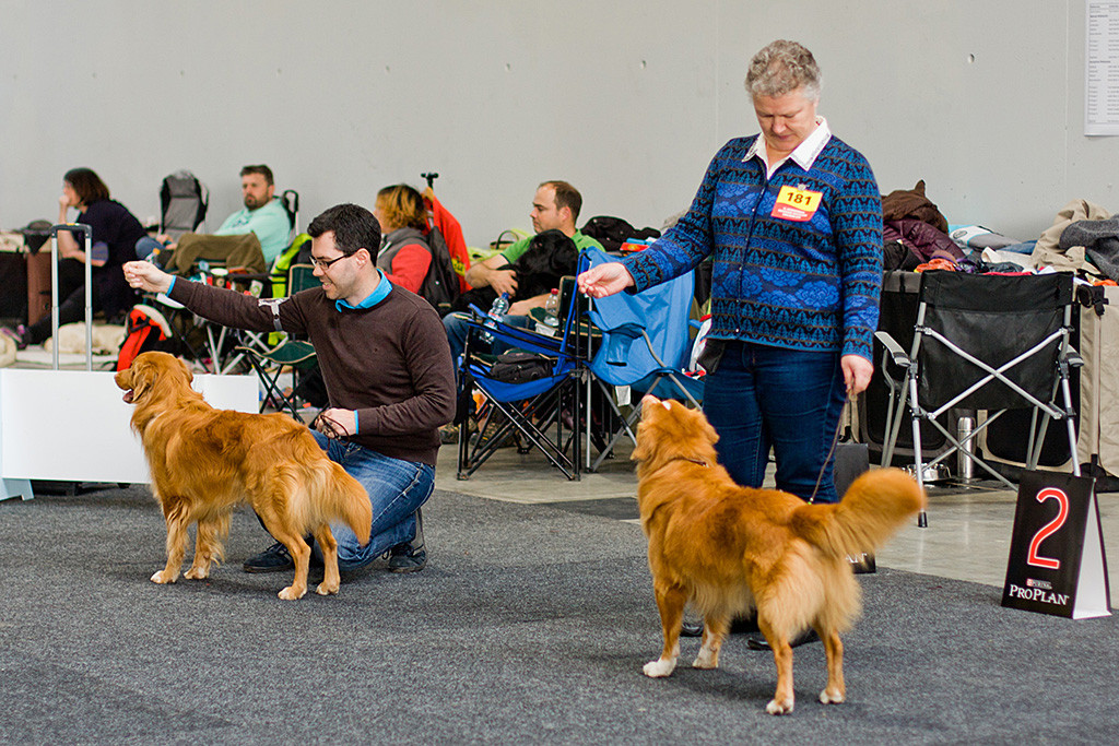 Edison und »Seawild’s Born to Peform« bei der Wahl zum besten Rüden