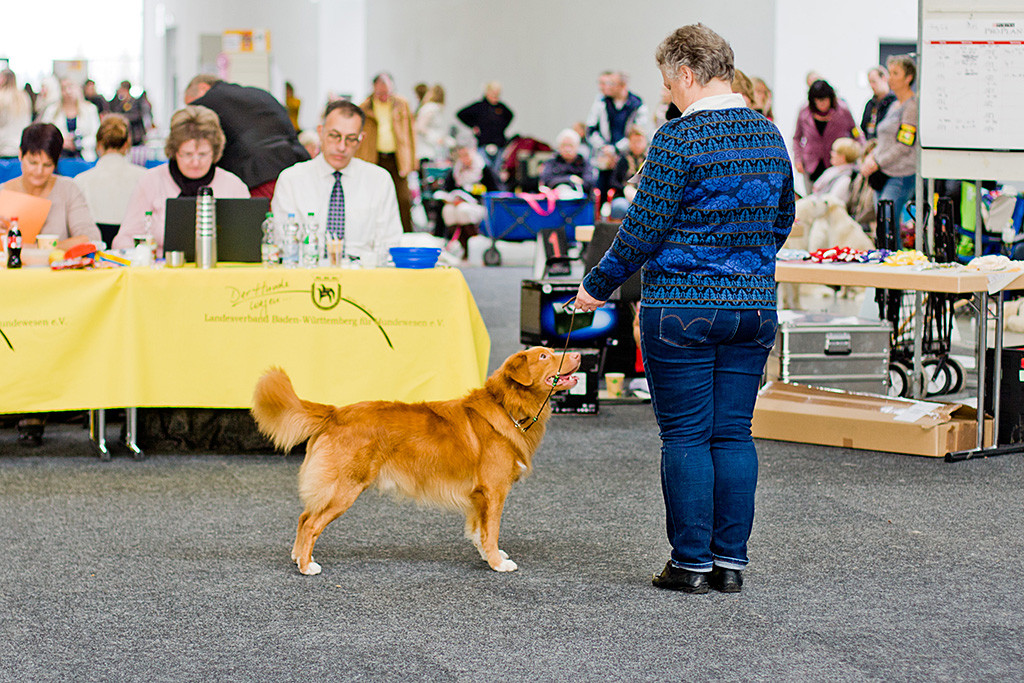 Champion »Seawild’s Born to Peform« steht vor dem Richtertisch