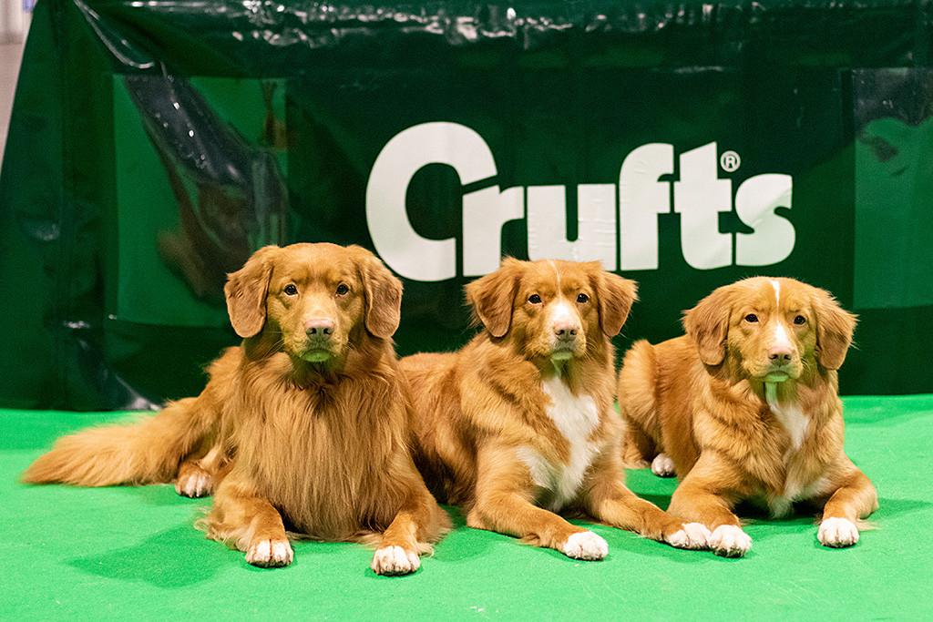 Edison liegt neben Gwenny und Töchterchen Keet vor dem Crufts-Schriftzug