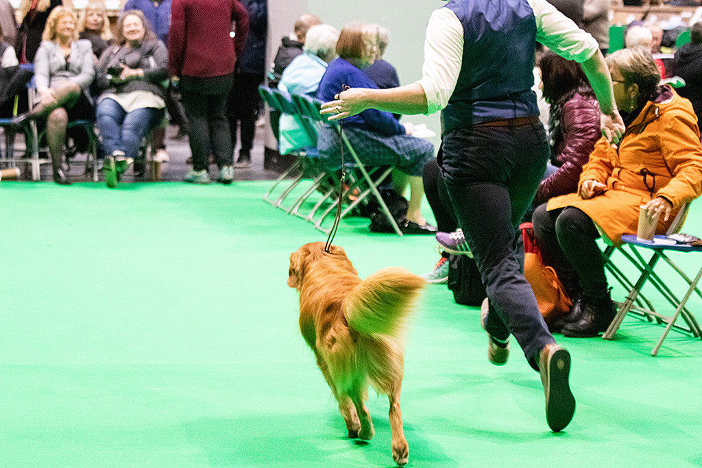 Edison läuft mit Stephan eine Runde im Ring