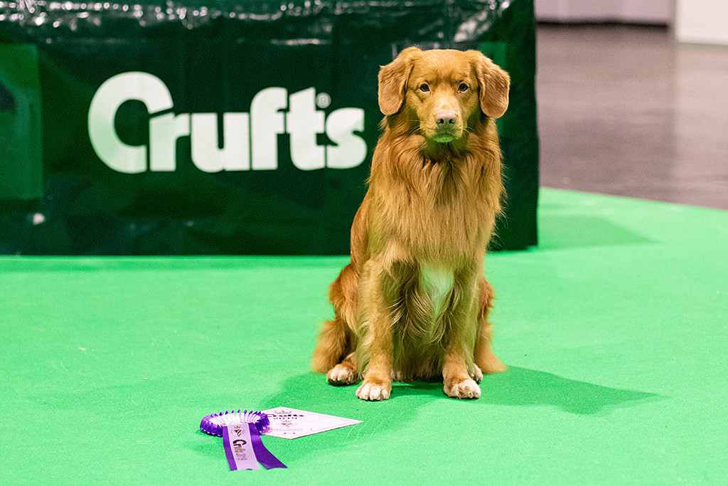 Edison sitzt vor dem Richtertisch, vor ihm liegt seine Urkunde und Rosette