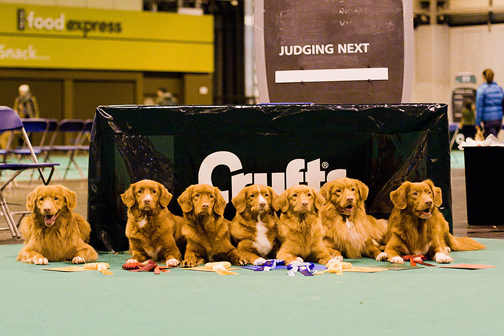 Edison liegt zusammen mit sechs weiteren Tollern vor dem Cruftsschriftzug auf dem Ringteppich