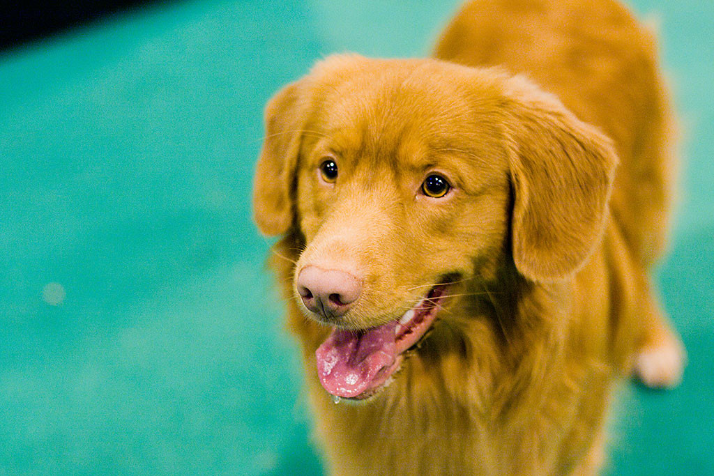 Nahaufnahme von Edisons Kopf im Ausstellungsring