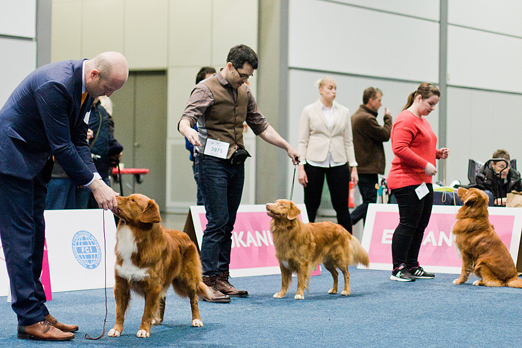 Edison präsentiert sich an Stephans Seite in der Shortlist