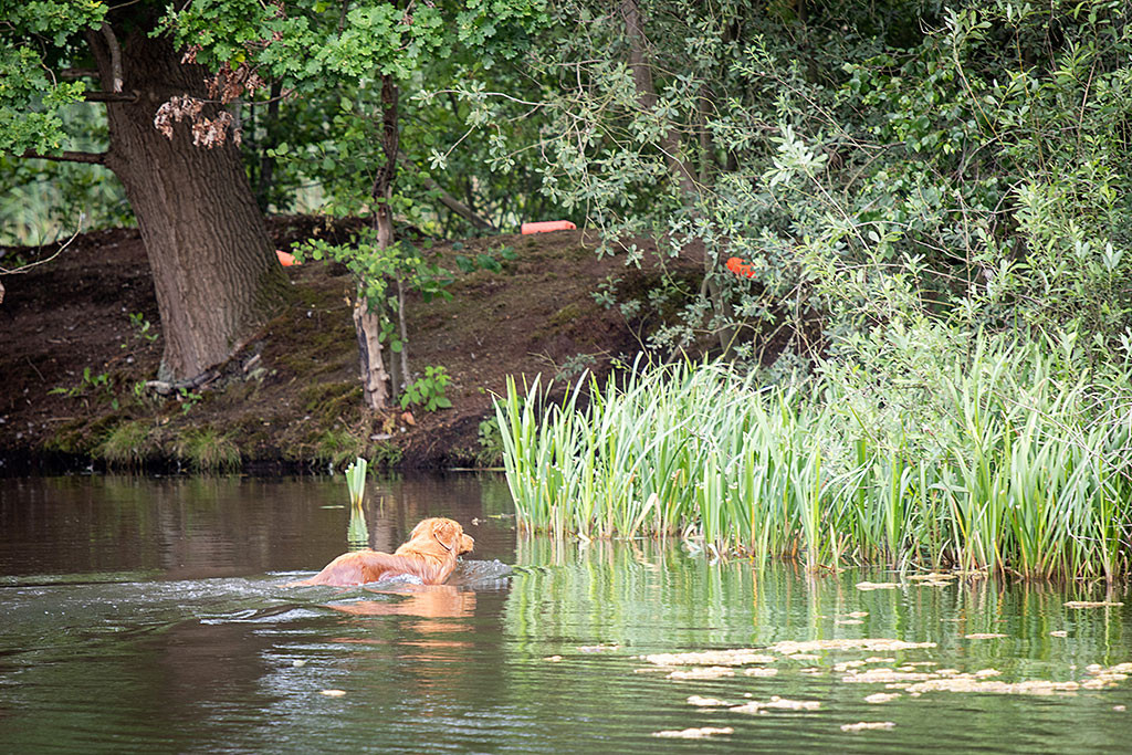 Edison läuft vom Wasser aus ans Schilfufer nachdem er durch den See geschwommen ist, um dort den Dummy zu suchen