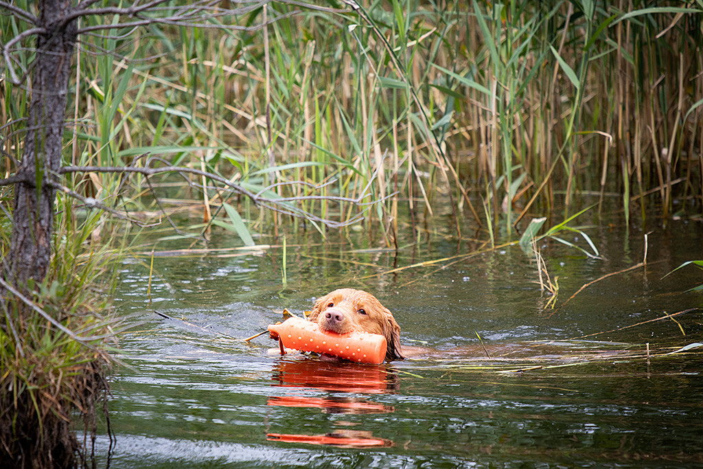 Edison wendet mit dem orangenen Wasserdummy im Fang auf dem Wasser um zurück zu schwimmen