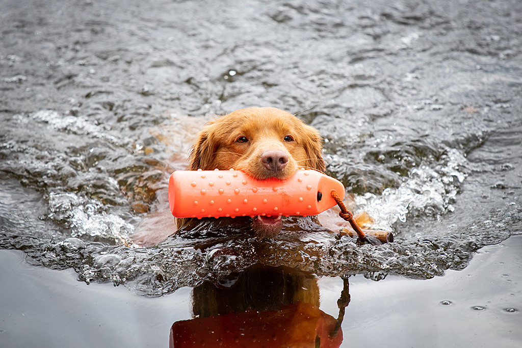 Edison mit dem orangenem Wasserdummy im Fang auf dem See in Großaufnahme