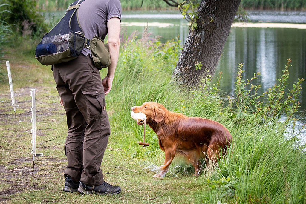 Edison steigt mit dem weißen Wasserdummy im Fang aus dem Wasser, um ihn Stephan zu bringen