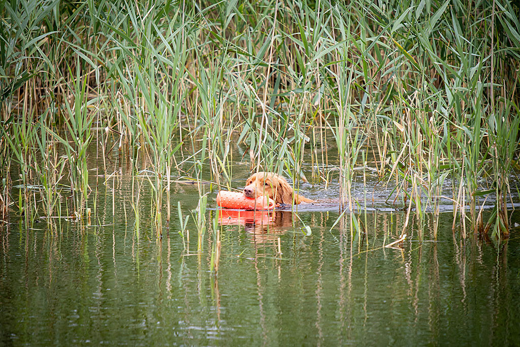 Edison schwimmt mit dem orangenen Wasserdummy im Fang aus dem Schilf heraus
