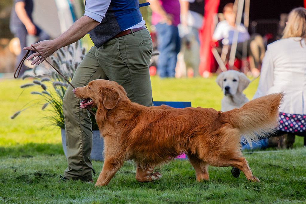 Newton läuft freudig an Stephans Seite durch den Ring