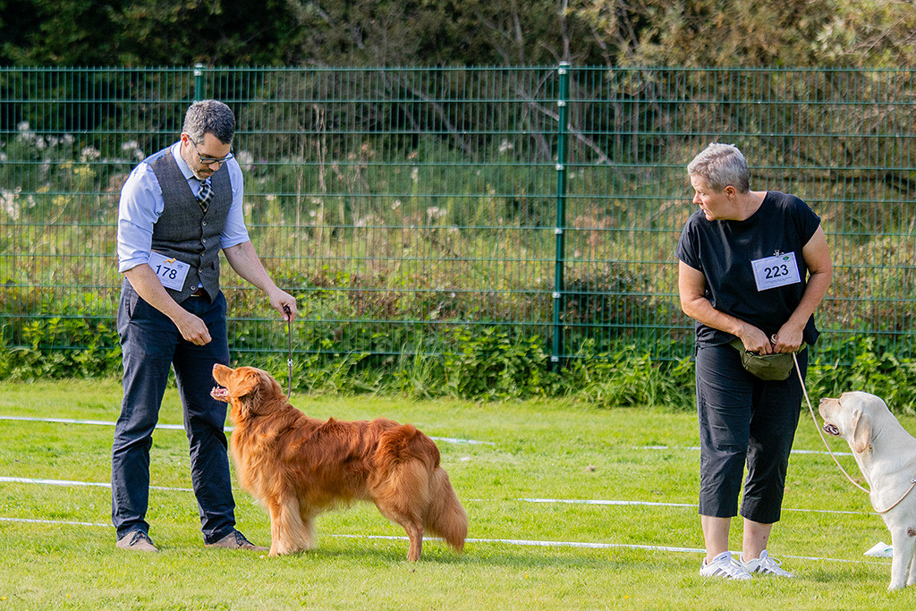Edison steht in einer Reihe mit dem Labrador Retriever