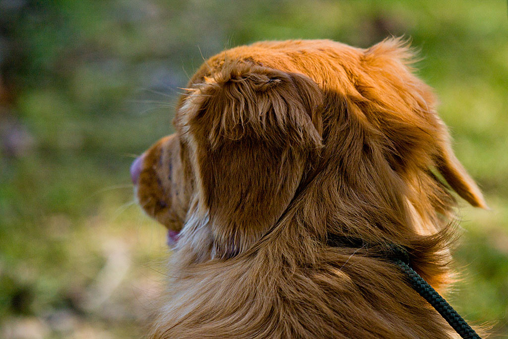 Edisons Kopf von hinten