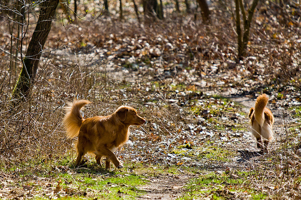 Edison dreht sich zu Frieda um, um ihr hinterherzurennen