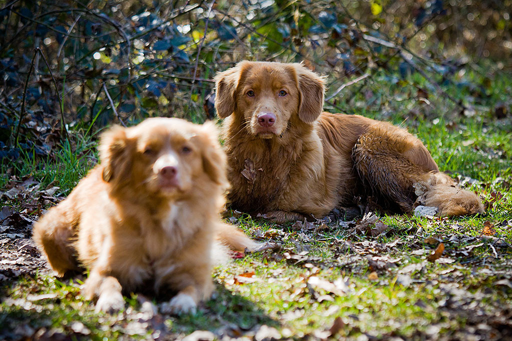 Edison und Frieda liegen entspannt zusammen, Edison ist scharfgestellt