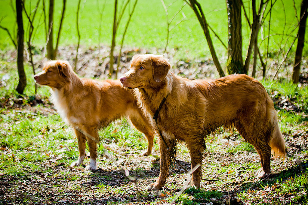 Edison und Frieda stehen beide wie ’ne Eins