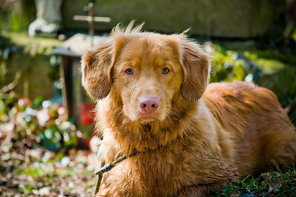 Edison liegt entspannt auf dem Laubboden und schaut in die Kamera