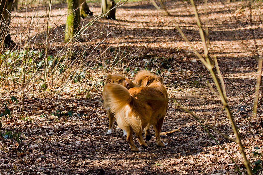 Edison und Frieda beschnuppern sich gegenseitig