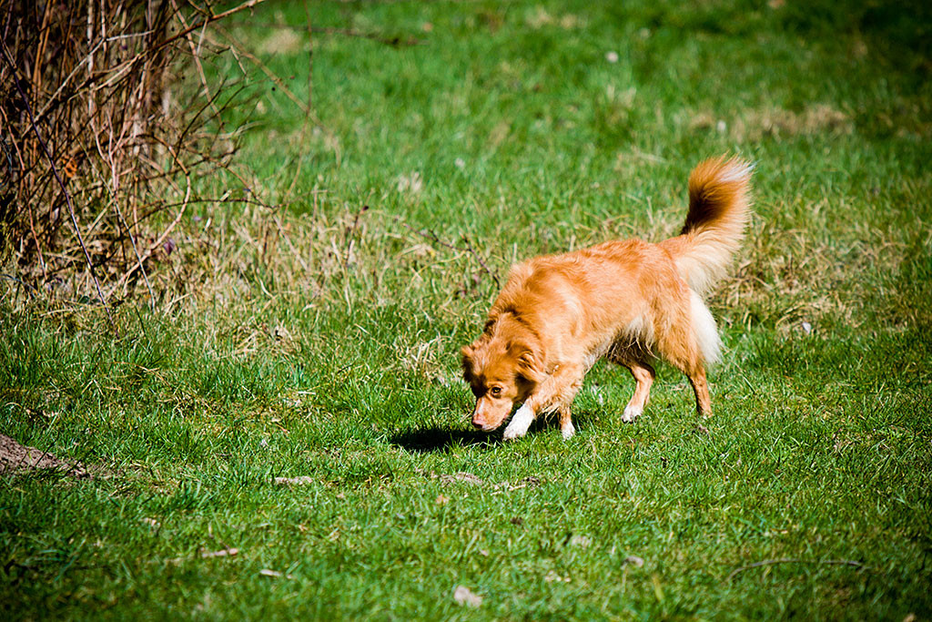 Frieda verfolgt eine Spur mit der Nase über dem Boden