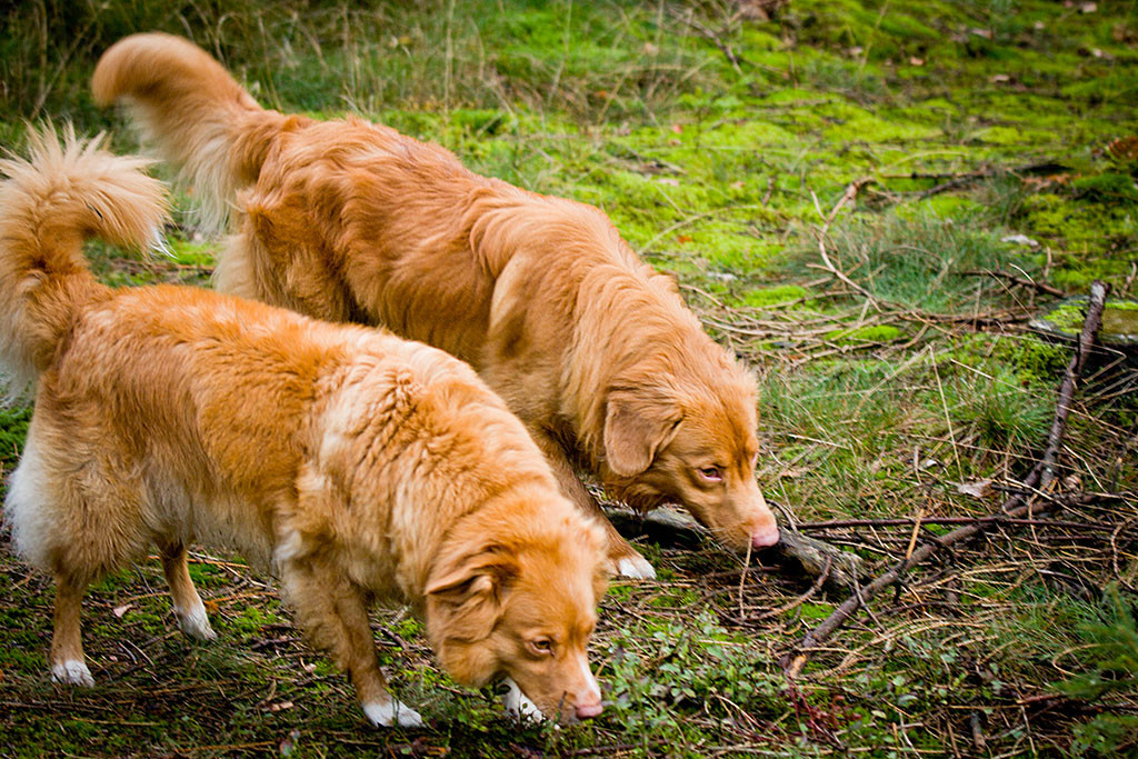 Edison und Frieda beim gemeinsamen Schnüffeln am Waldboden