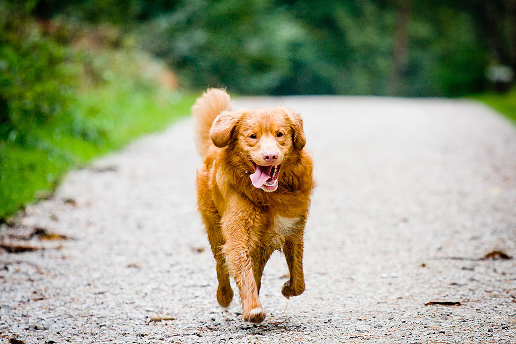 Edison läuft mit heraushängender Zunge und irrem Blick auf die Kamera zu