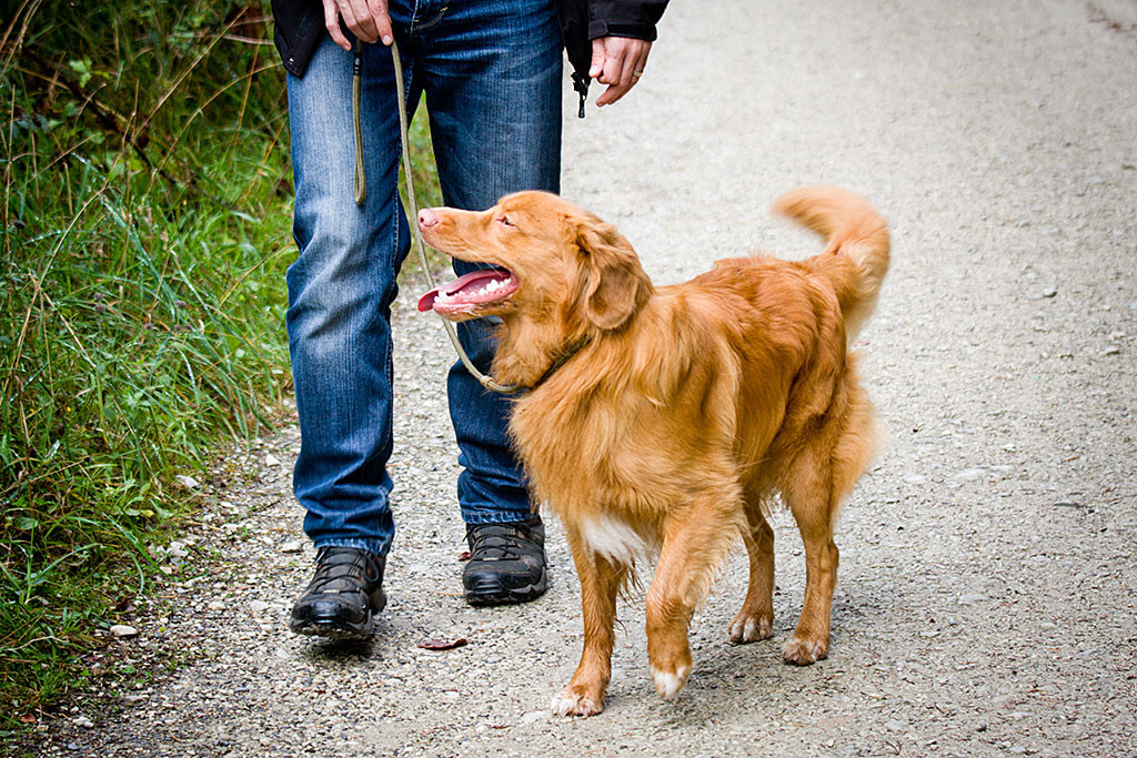Edison läuft mit heraushängender Zunge angeleint fröhlich an Stephans Seite