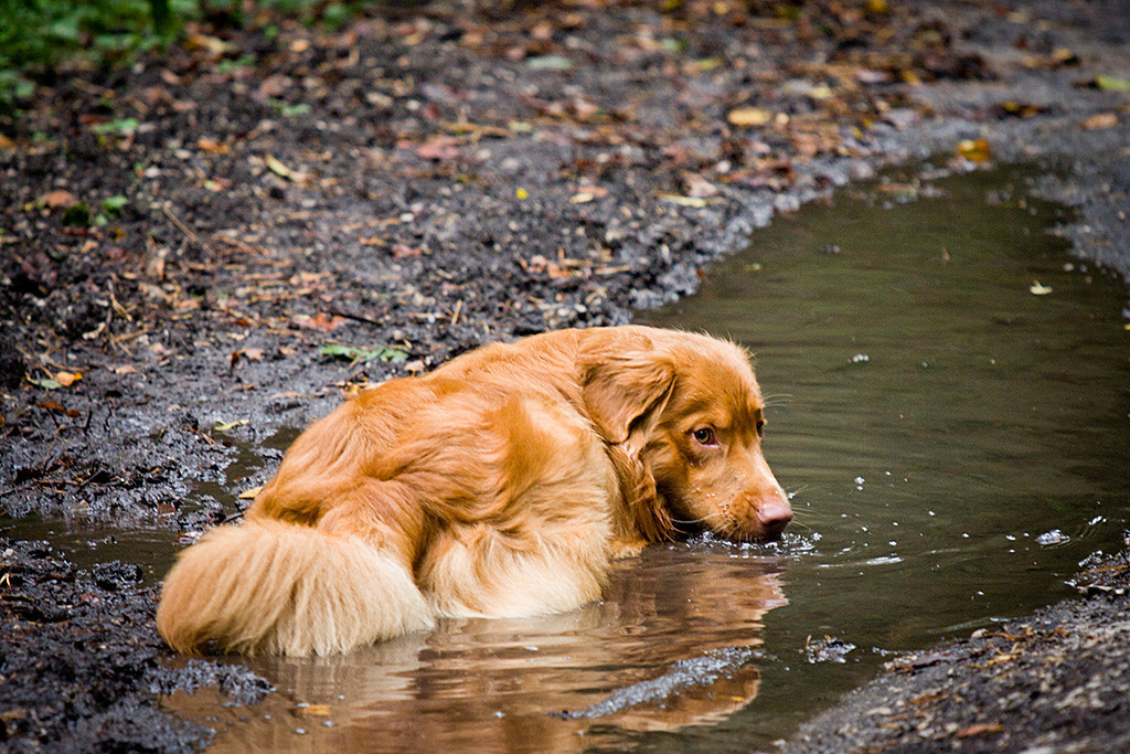 Edison nimmt ein Bad in einem Schlammloch und schaut dabei fragend nach hinten