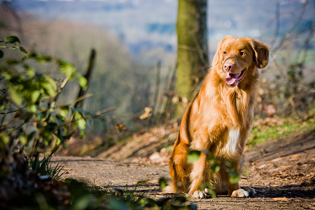 Edison sitzt auf einem Feldweg und grinst zur Seite
