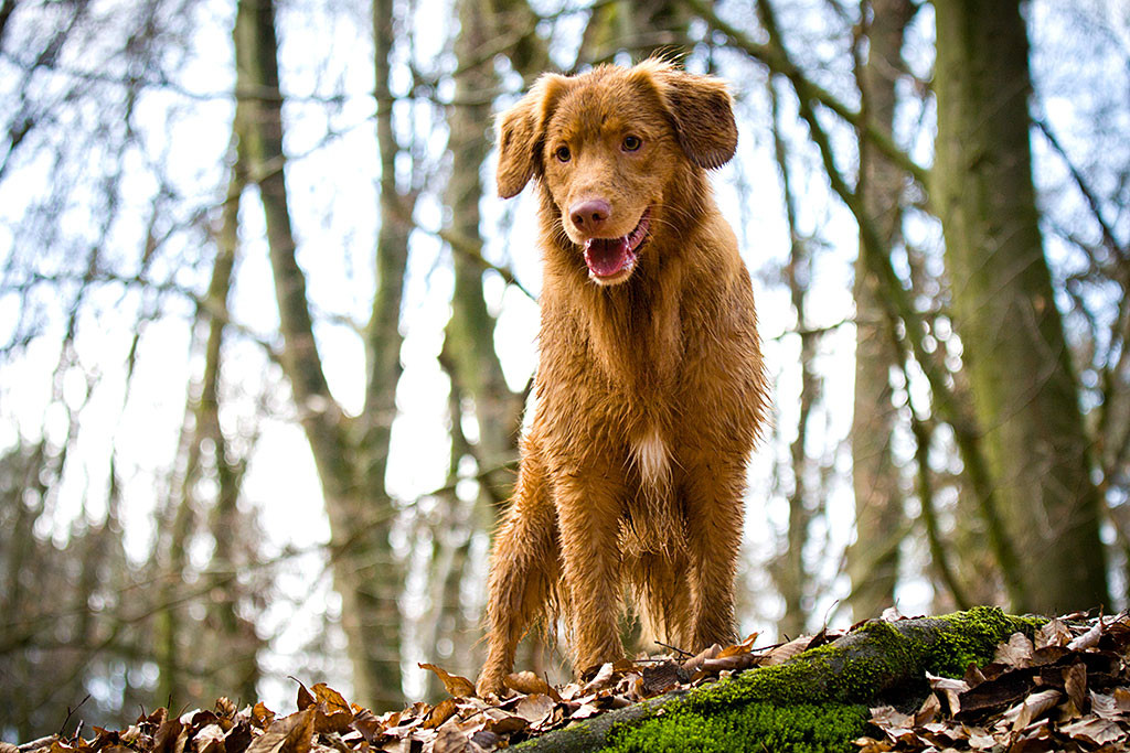 Edison steht erhöht und schaut auf uns herunter