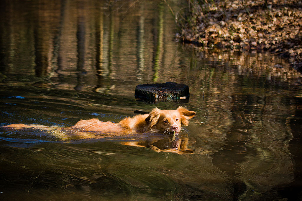 Frieda apportiert ein Stöckchen aus dem See
