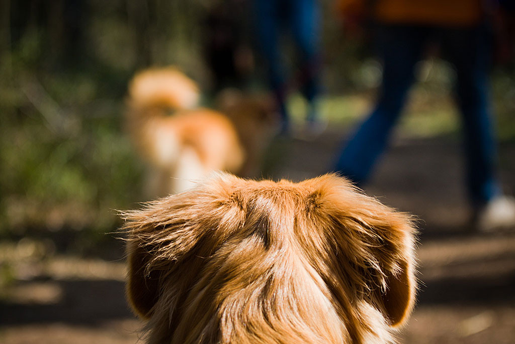 Edisons Kopf von hinten, im Hintergrund ist unscharf Frieda zu sehen
