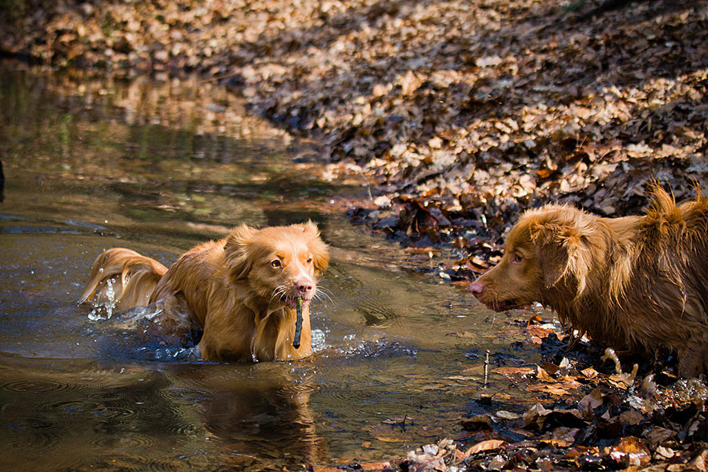 Frieda steigt mit dem Stöckchen aus dem Wasser und schaut argwöhnisch zu Edison rüber