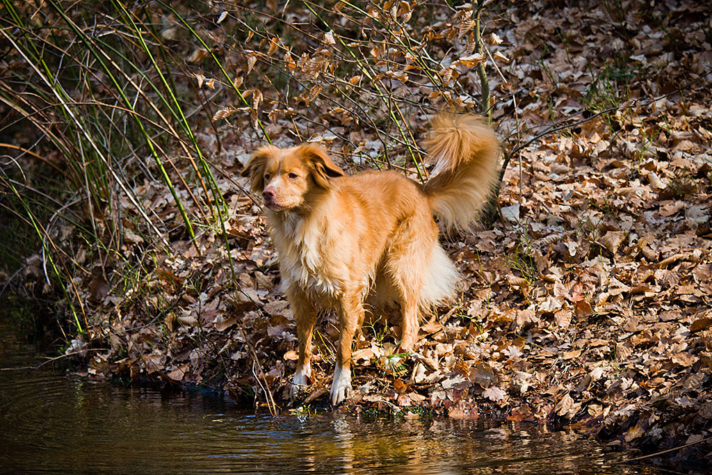 Frieda kurz bevor sie in den See springt
