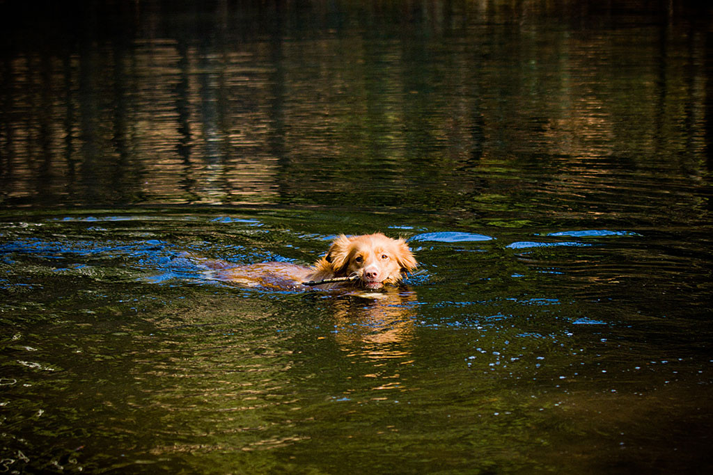 Frieda apportiert ein Stöckchen aus dem See