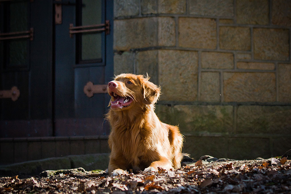Edison liegt auf dem Waldboden und lächelt