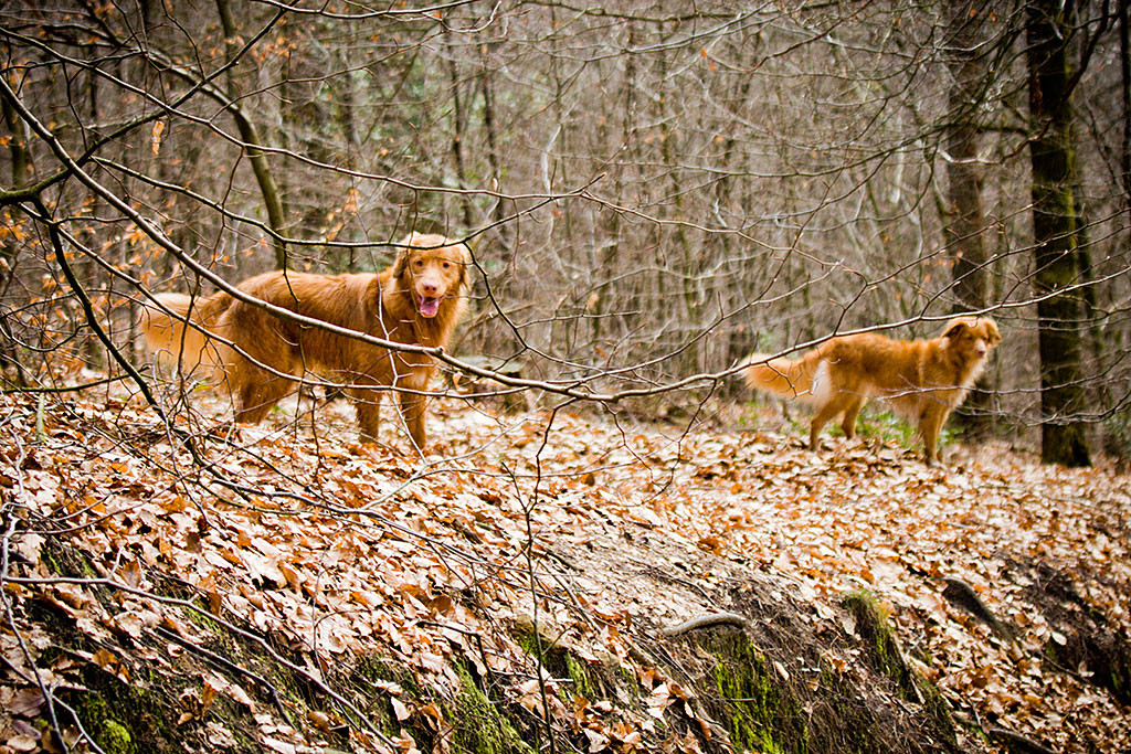 Edison und Frieda stehen gemeinsam auf einer Anhöhe