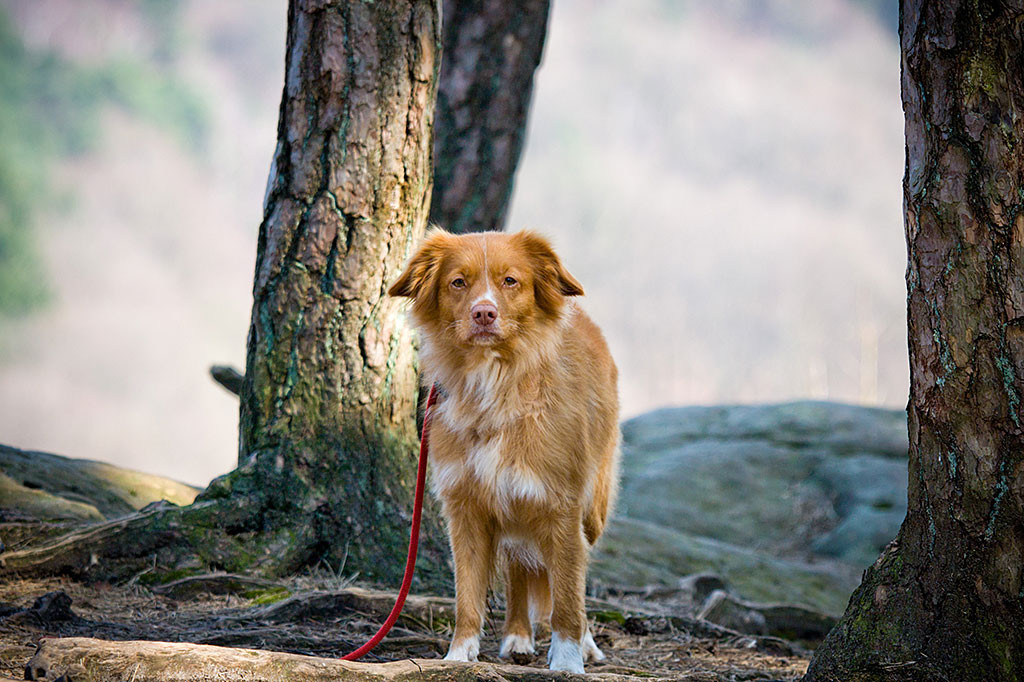 Frieda steht in Pose