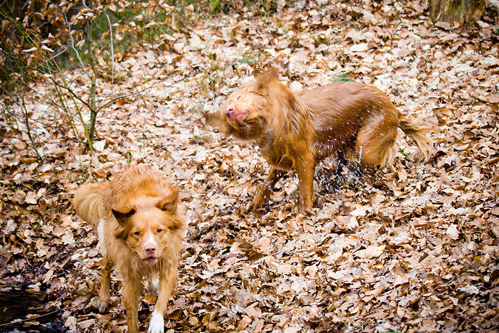Edison schüttelt sich während Frieda schnell reißaus nimmt