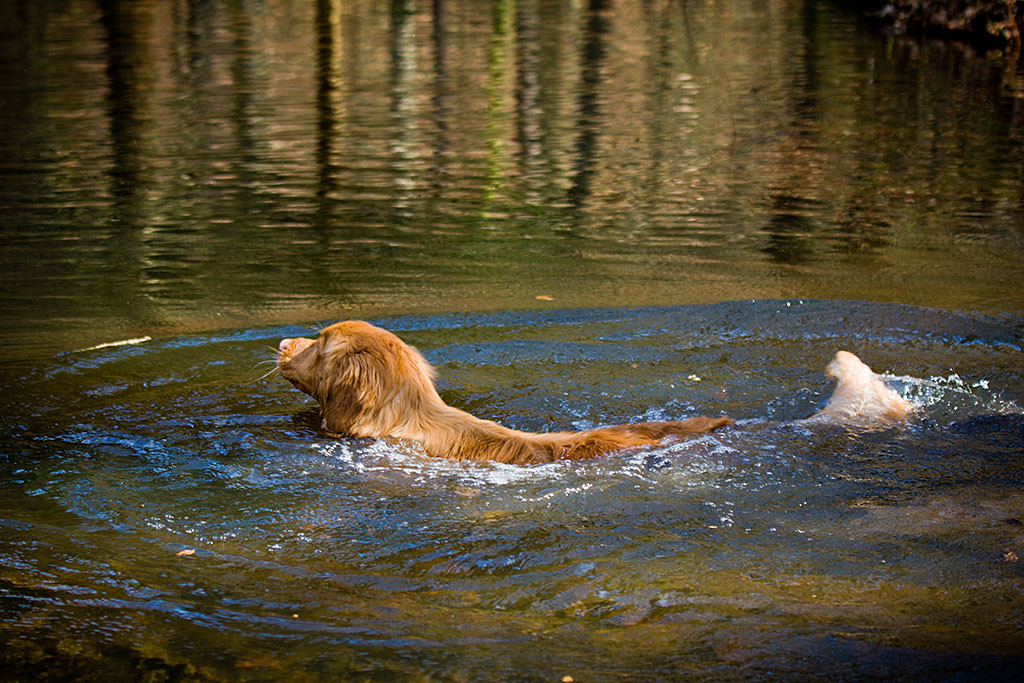 Edison schwimmt zum Stöckchen