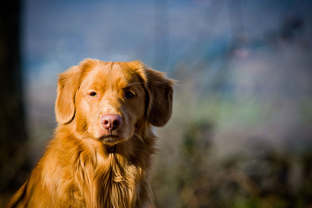 Edison schaut ernst in die Kamera