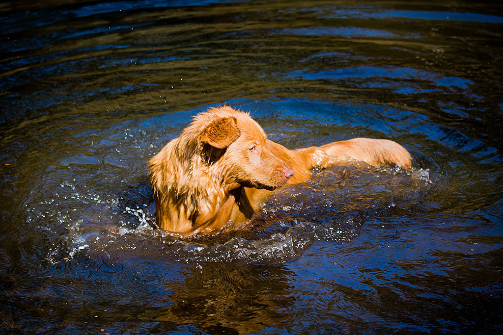 Edison steht bis zum Bauch im See