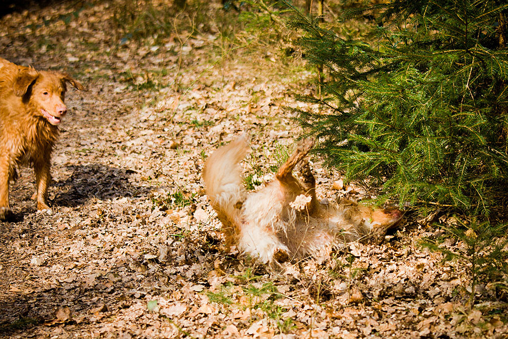 Frieda wälzt sich im Laub während Edison interessiert zuschaut