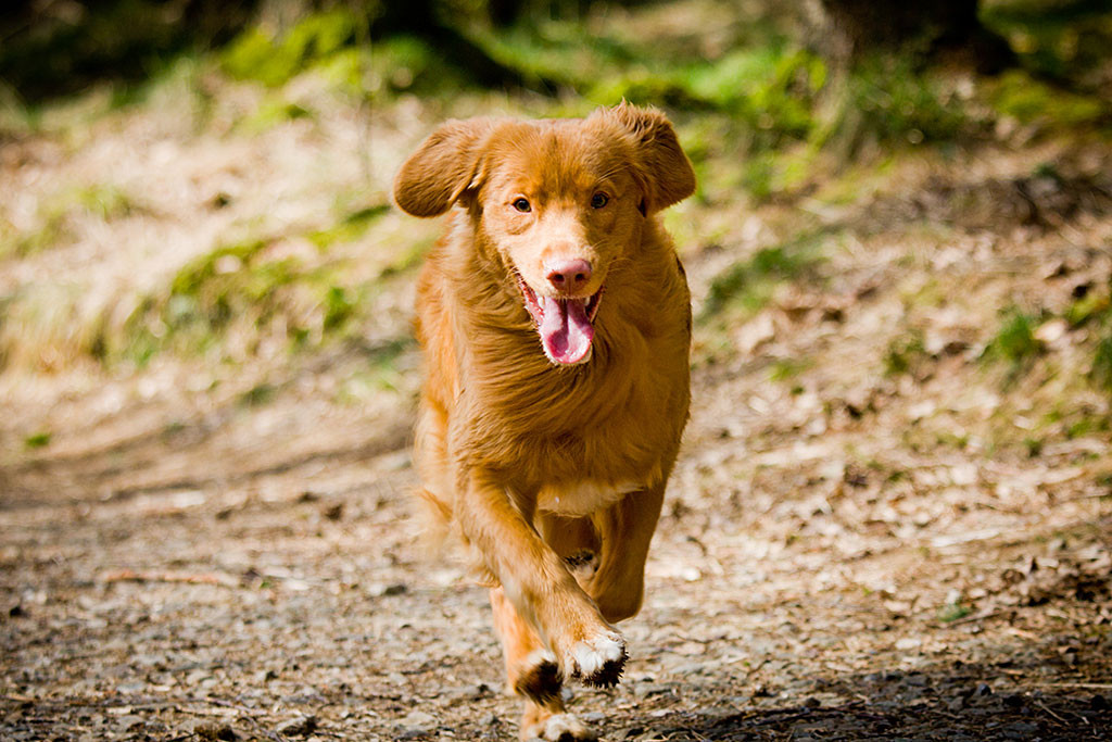 Edison läuft im Affenzahn auf die Kamera zu