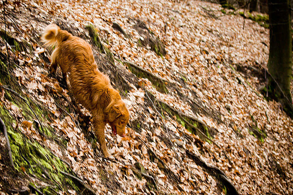 Edison läuft einen Abhang hinunter