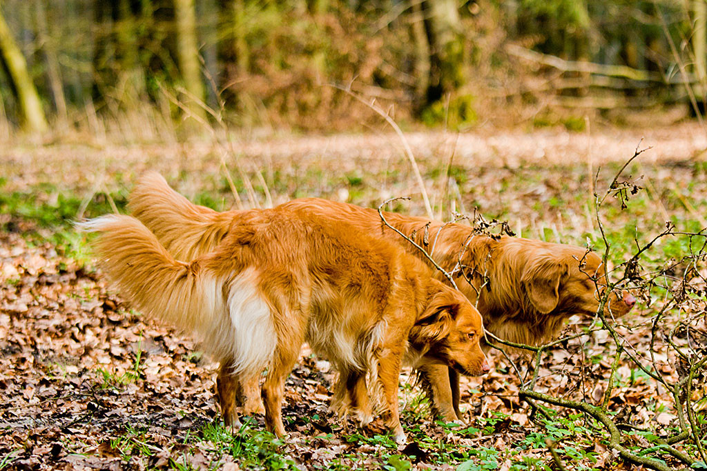 Edison und Frieda schnüffeln gemeinsam an Geäst